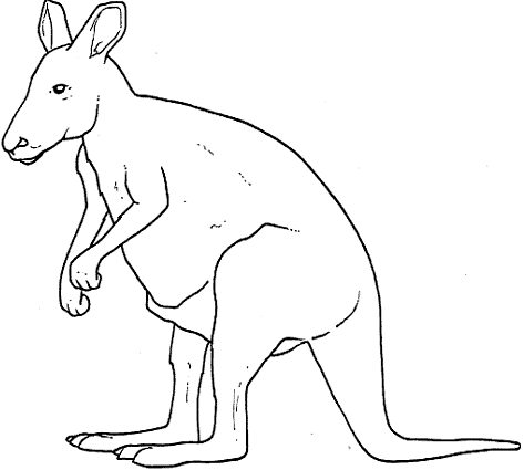 Canguro para dibujar - Imagui