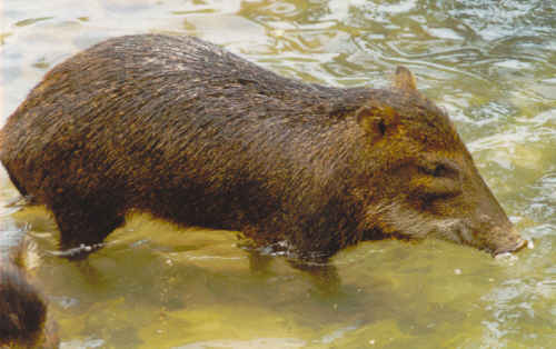 Dibujos de animales de la selva peruana - Imagui