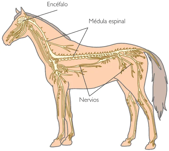 BLOGCINA ESO 1: Los vertebrados . Ana Serrano