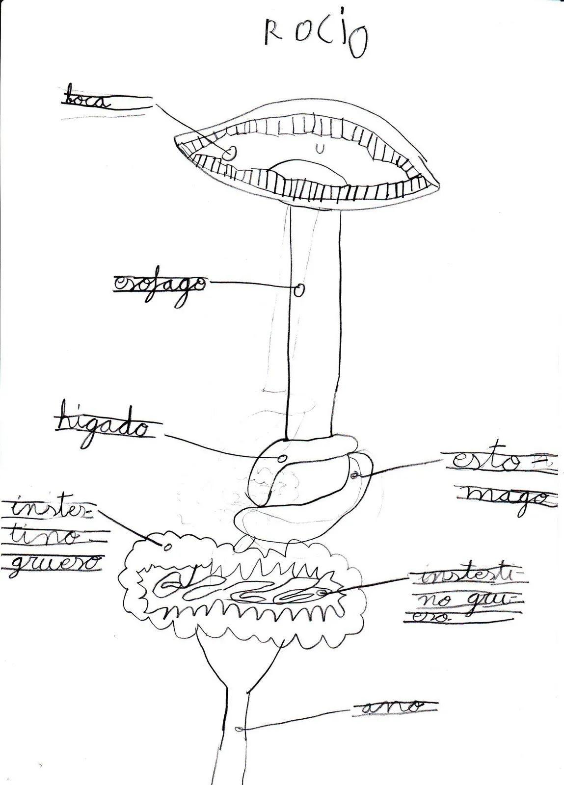 Como dibujar el aparato digestivo - Imagui