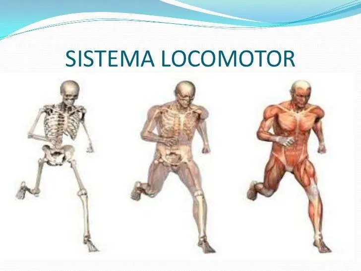 Dibujos del aparato locomotor - Imagui