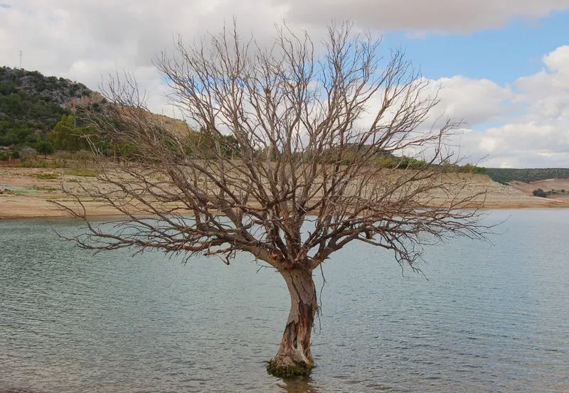 Dibujos de árboles secos - Imagui