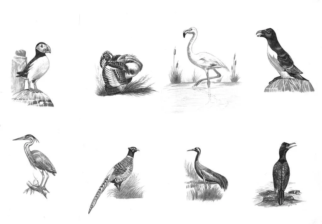 Dibujos de aves a lapiz - Imagui