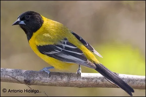 Dibujos de aves de nuevo leon - Imagui