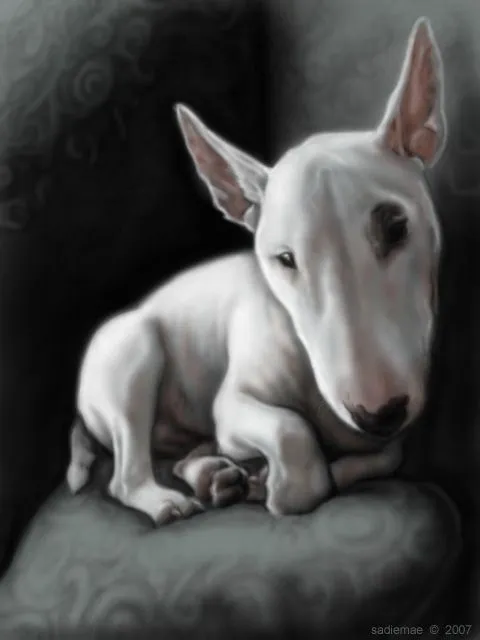 Dibujos de bull terrier - Imagui