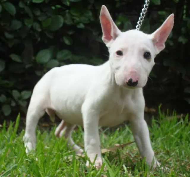 Dibujos de bull terrier inglés - Imagui