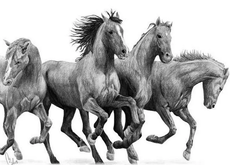 Dibujo de caballos. | caballos | Pinterest