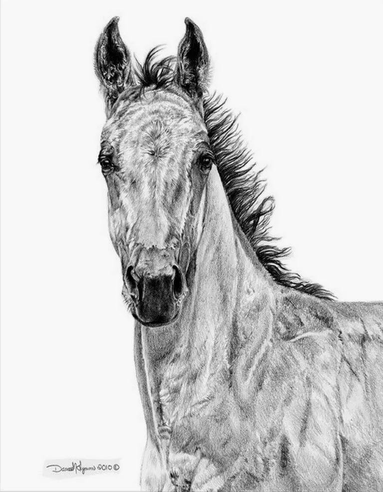 Caballos Dibujos a Lápiz, Pinturas de Dana Lysons, USA | Cuadros ...