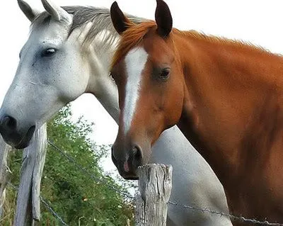 Dibujos de caballos tiernos - Imagui