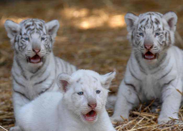 Imágenes de tigres cachorros - Imagui