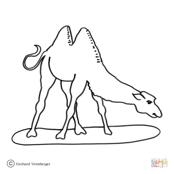 Dibujos de Camellos para colorear - Páginas para imprimir y ...