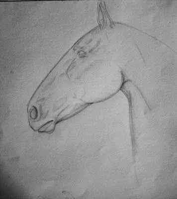 Mis dibujos: cara de caballo y vestido