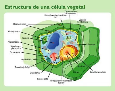 DIBUJOS DE LA CELULA VEGETAL Y SUS PARTES