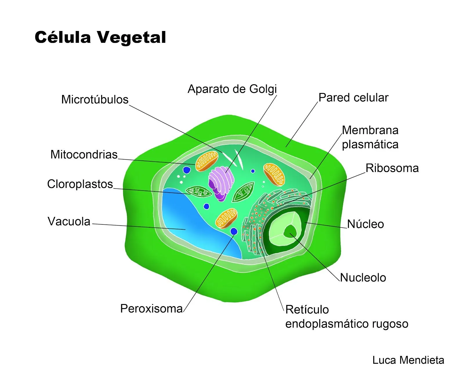 DIBUJOS DE LA CELULA VEGETAL Y SUS PARTES