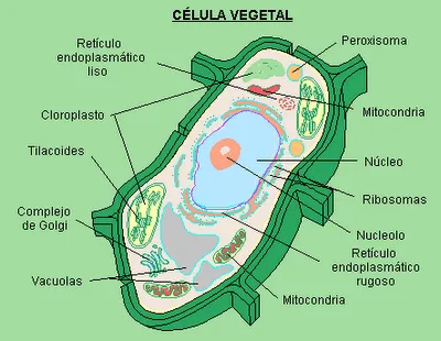 DIBUJOS DE LA CELULA VEGETAL Y SUS PARTES