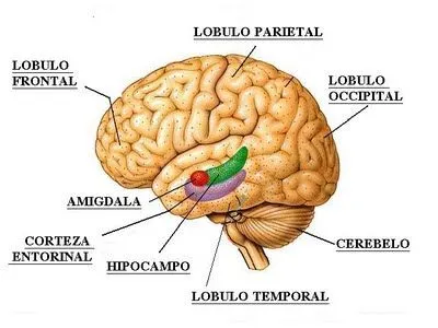 DIBUJOS DEL CEREBRO PARA COLOREAR - Imagui