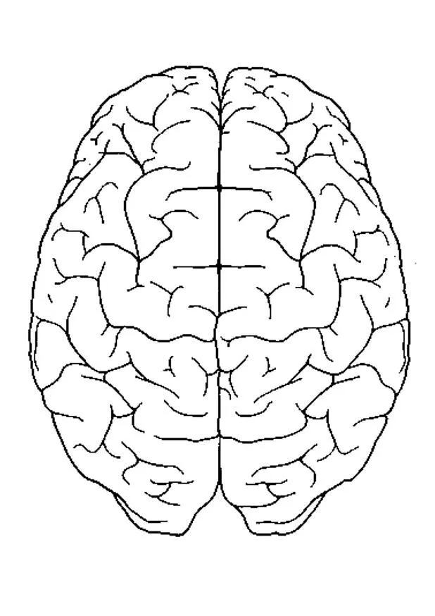 Dibujos para colorear de Anatomia, Plantillas para colorear de ...