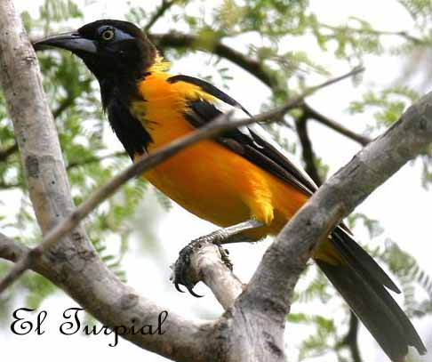 Pajaro turpial para colorear - Imagui