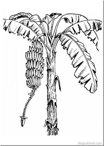 Dibujos para colorear Día de Canarias | Colorear