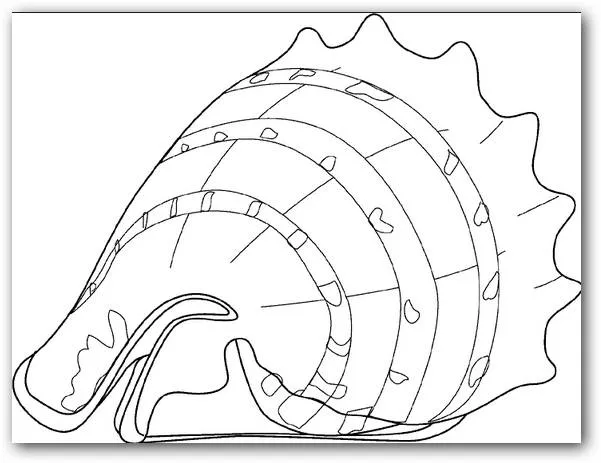Dibujos para colorear caracoles de mar | Dibujos para Colorear
