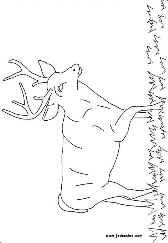 Dibujos para colorear un ciervo - es.hellokids.com