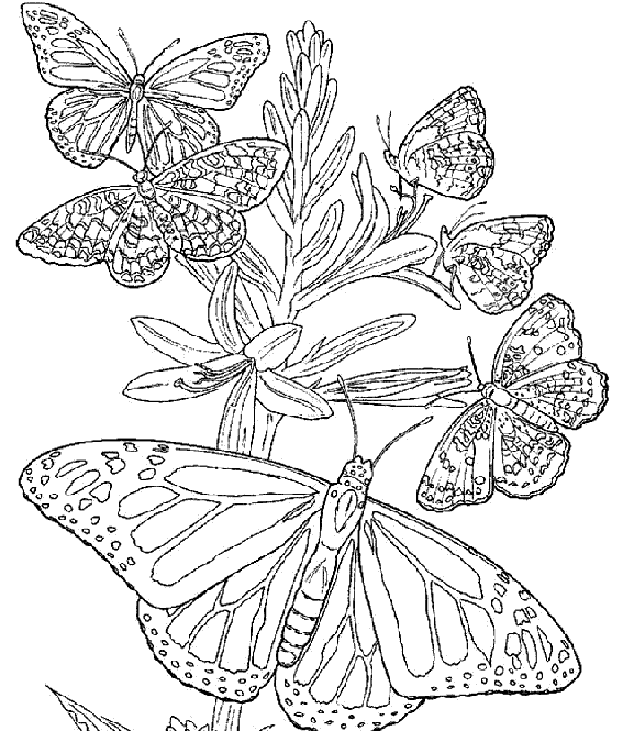 Dibujos para colorear: Dibujos para colorear - Mariposas