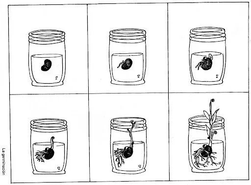 La germinación para colorear - Imagui