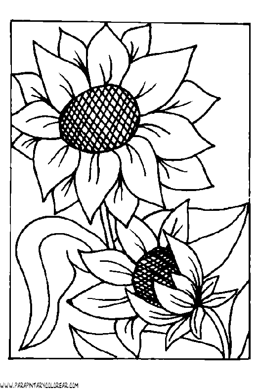 Dibujos para colorear girasol - Imagui