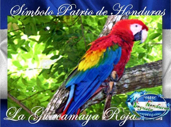 Dibujos para colorear de guacamayas rojas - Imagui