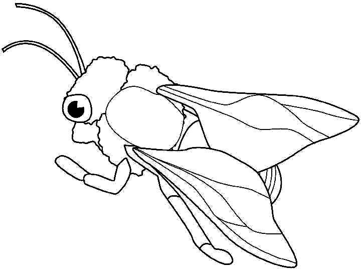 Dibujos para colorear de Insectos, Plantillas para colorear de ...