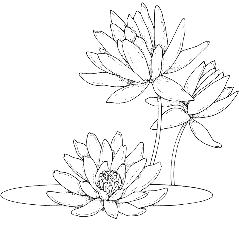 Dibujos para Colorear y Manualidades: Dibujos de Flores para colorear