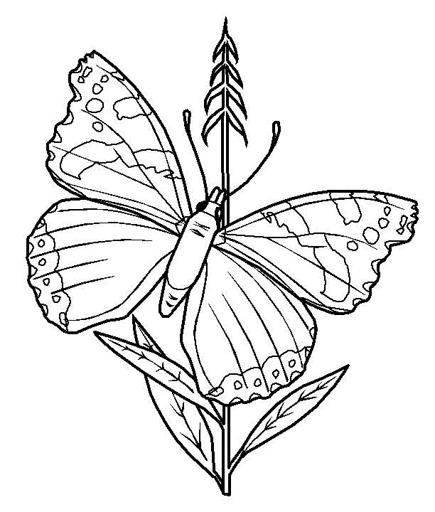 Dibujos para colorear de Mariposas, Lepidópteros, Plantillas para ...