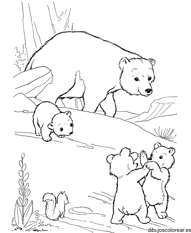 dibujos para colorear osos polares dibujos para colorear