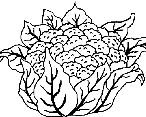 DIBUJOS PARA COLOREAR PINTAR IMAGENES: DIBUJOS DE LA COLIFLOR PARA ...