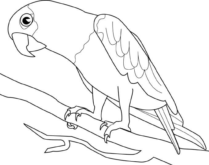 Dibujos para colorear pintar e imprimir | Bird coloring pages, Animal  coloring pages, Dinosaur coloring pages