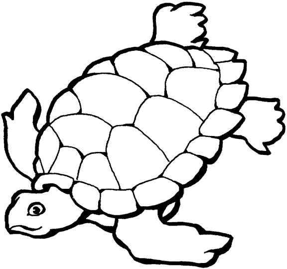 Dibujos para colorear de la tortuga arrau - Imagui