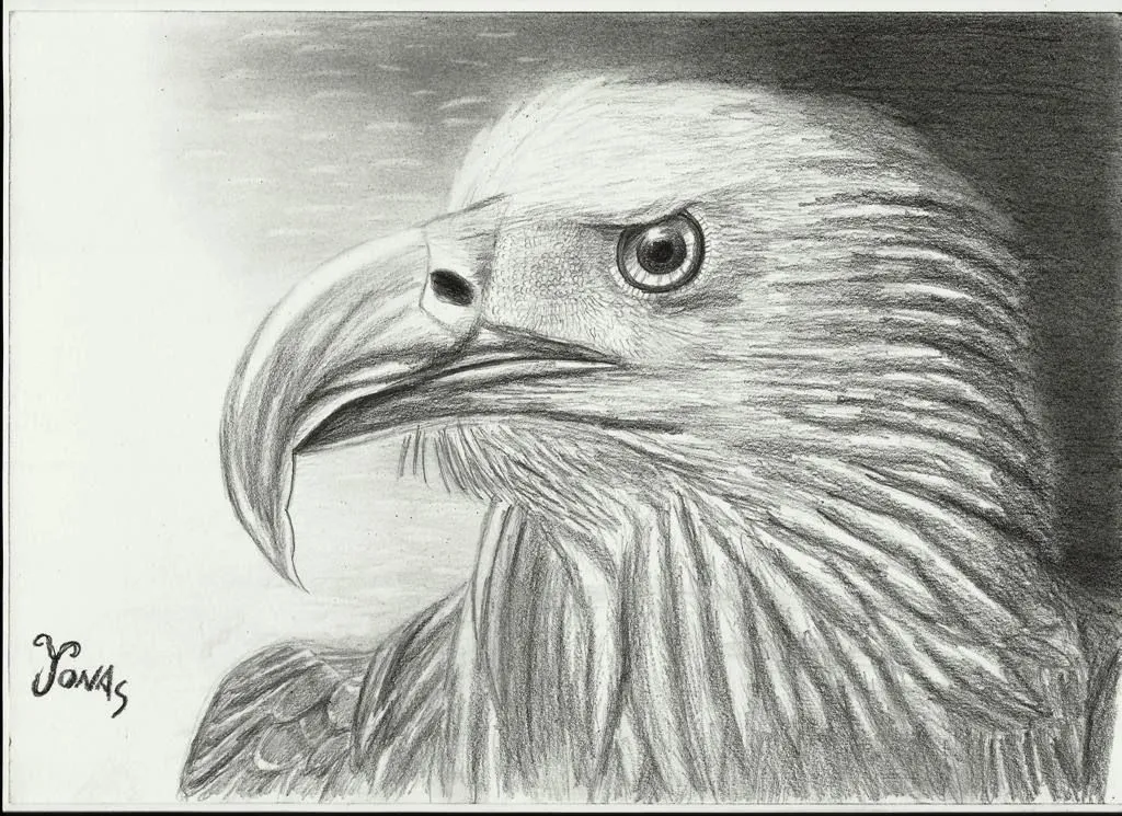 Dibujos complejos y sencillos.: Como dibujar Aguila calva