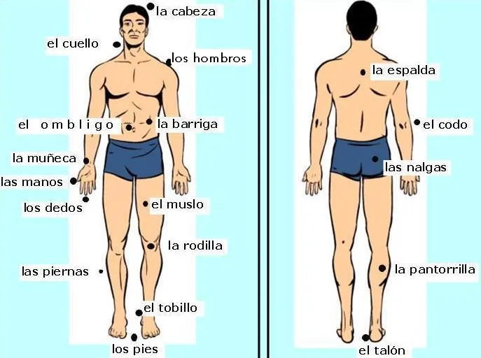 Dibujos del cuerpo humáno y sus partes internas - Imagui
