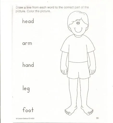 Cuerpo humano con sus partes en ingles dibujo - Imagui