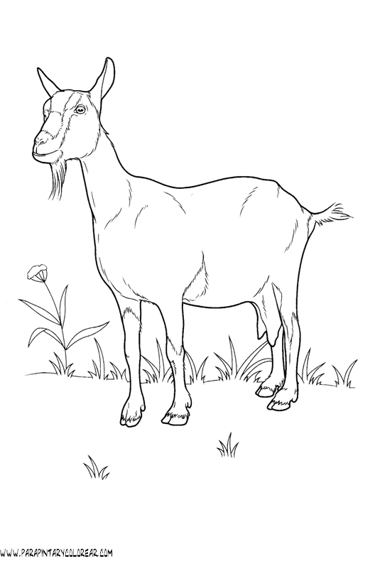 dibujos-de-cabras-014