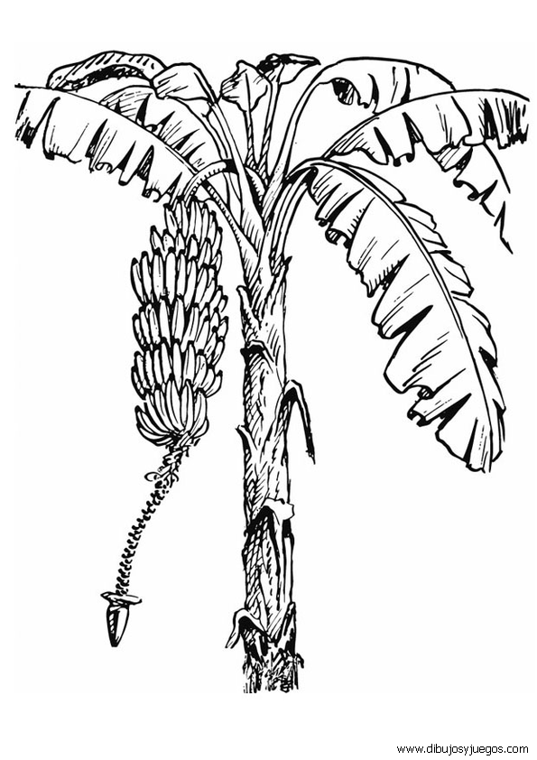dibujos-de-platanos-bananas-010 | Dibujos y juegos, para pintar y ...