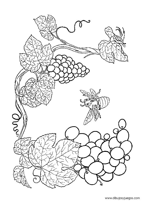 dibujos-de-uvas-006 | Dibujos y juegos, para pintar y colorear