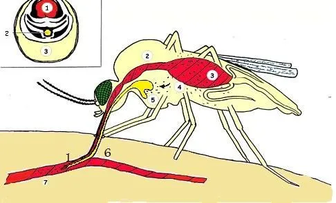 Dibujos del mosquito del dengue para colorear - Imagui