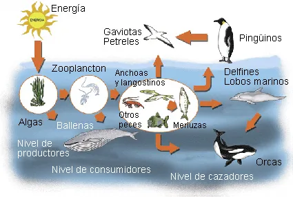 ECOSISTEMA ACUATICO | Planeta