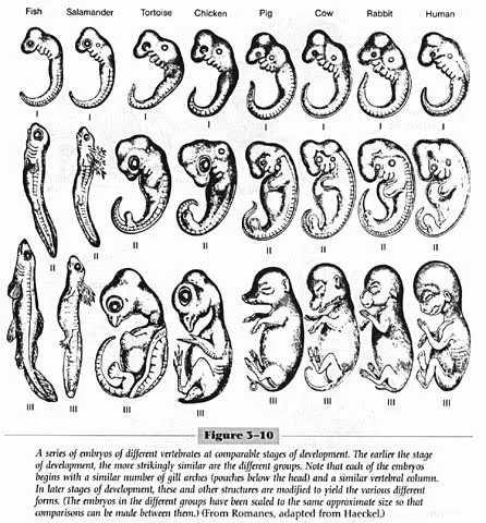 Dibujo de embrion - Imagui