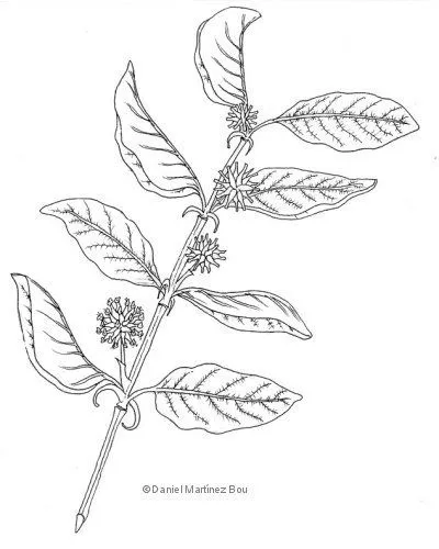 Dibujos de enredaderas