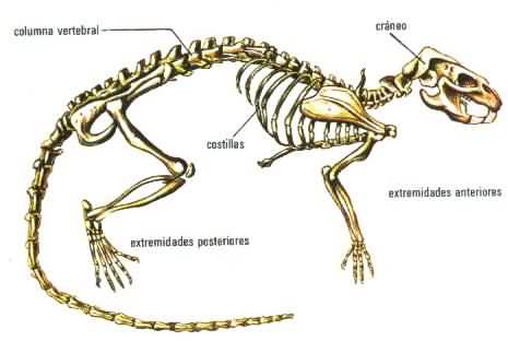 De dónde proceden los vertebrados? | Blogodisea