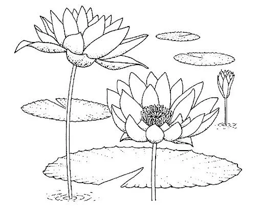 Dibujos de flores de loto para pintar - Imagui