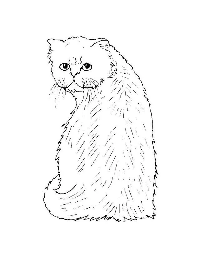  ... GATO ANGORA Dibujo GATO ANGORA Dibujo para colorear cachorro gato