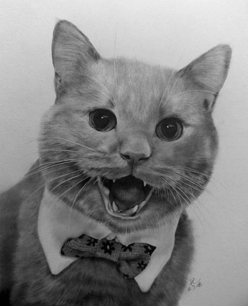 Gatos Dibujos Realistas